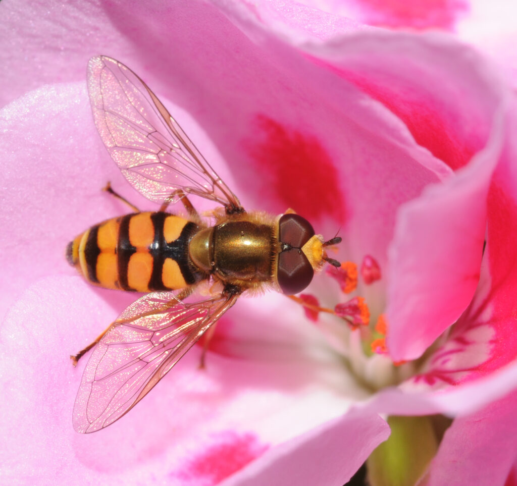 Bzygowate Fot. Autorstwa Thomas Bresson - Syrphidae sp.Uploaded by ComputerHotline, CC BY 2.0, https://commons.wikimedia.org/w/index.php?curid=7254726