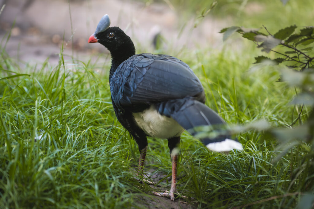 Czubacz hełmiasty we wrocławskim ZOO