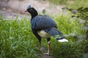 Czubacz hełmiasty we wrocławskim ZOO