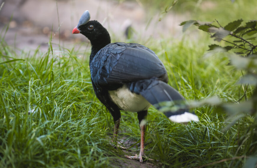 Czubacz hełmiasty we wrocławskim ZOO