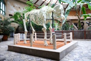 Szkielet słonicy odtworzony w technologii 3D - projekt "Erna wraca do stada" fot Szymon Pulcyn, UM Warszawa