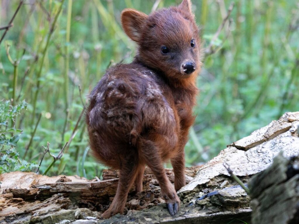 Sasanka Zwierzakiem Miesiąca Warszawskiego ZOO_fot. Marcin Jaśkaczek Warszawskie ZOO