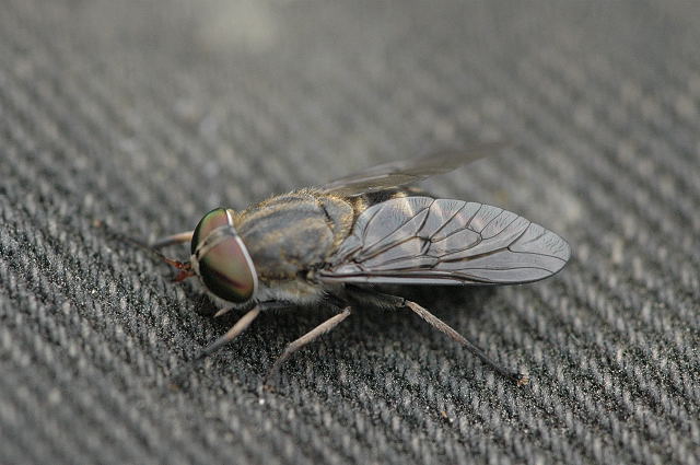 Samica bąka bydlęcego (Tabanus) Fot. Autorstwa James Lindsey at Ecology of Commanster, CC BY-SA 3.0, https://commons.wikimedia.org/w/index.php?curid=1971336