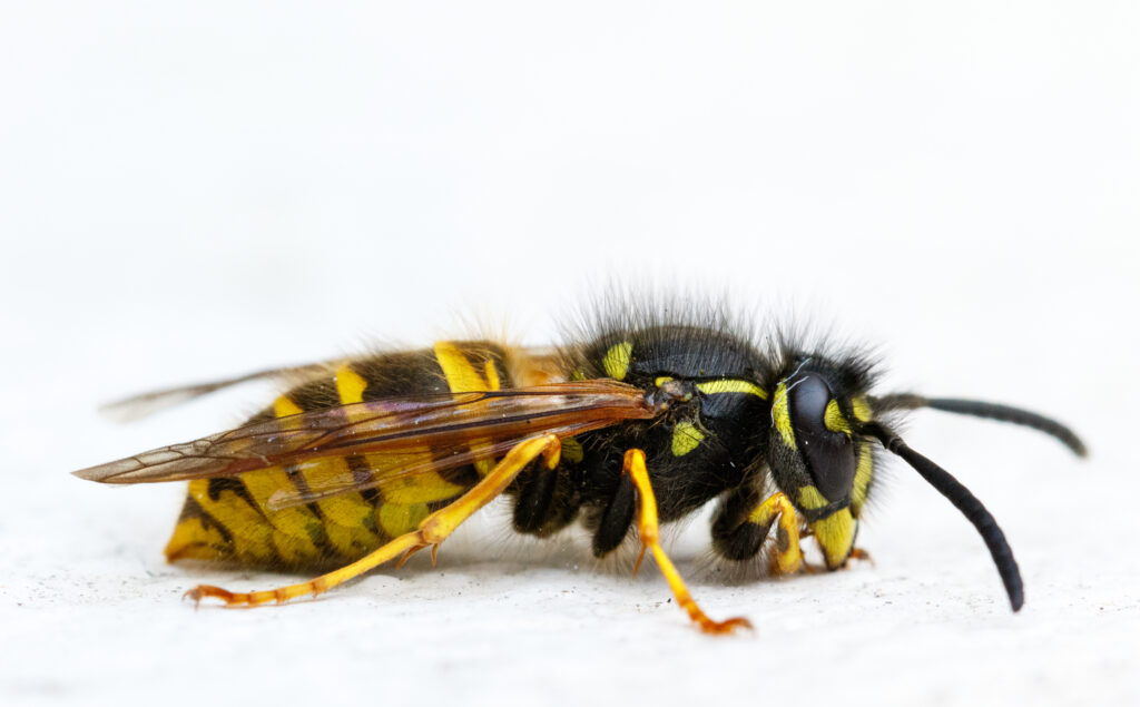 Osa pospolita (Vespula vulgaris) Fot. Magnific