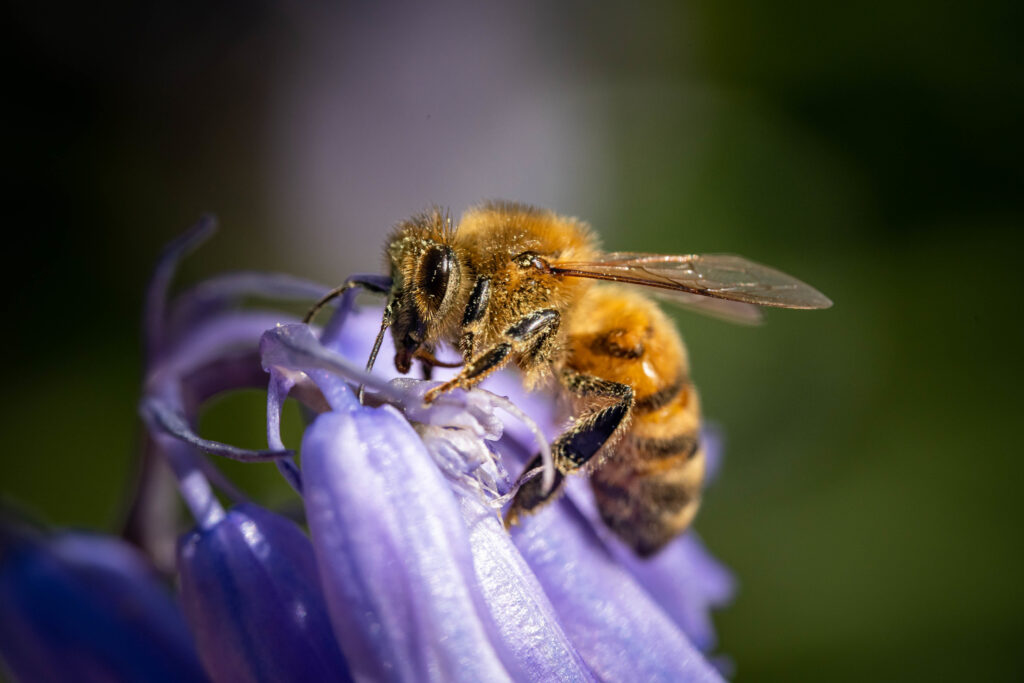Pszczoła miodna (Apis mellifera)  Fot. Magnific