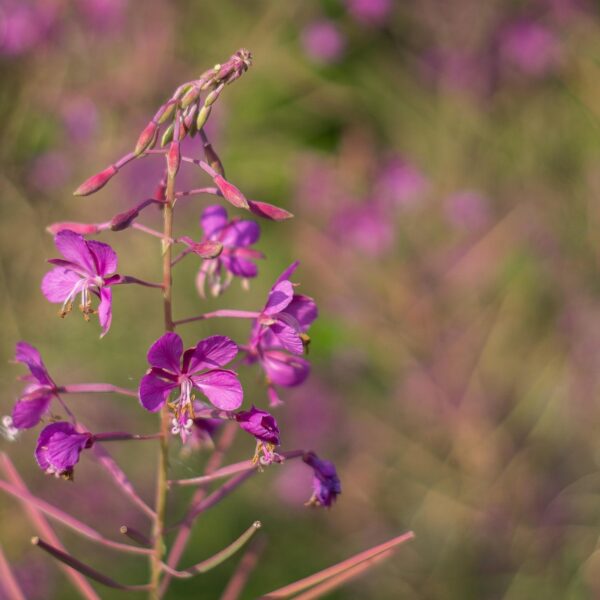 Wierzbówka kiprzyca (Chamaenerion angustifolium)