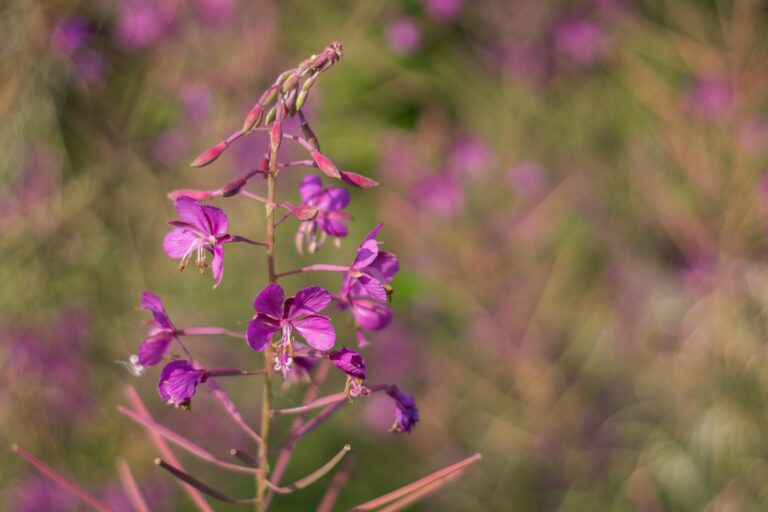 Wierzbówka kiprzyca (Chamaenerion angustifolium)