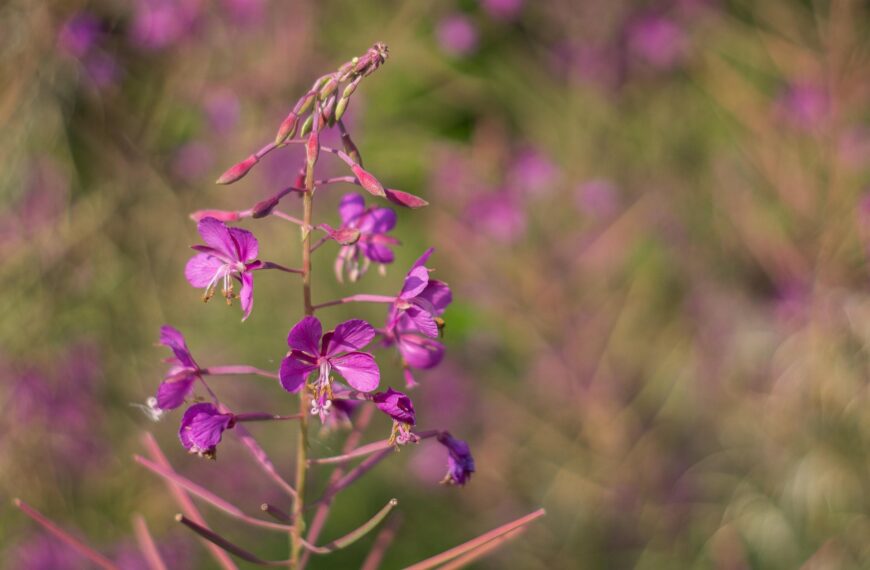 Wierzbówka kiprzyca (Chamaenerion angustifolium)