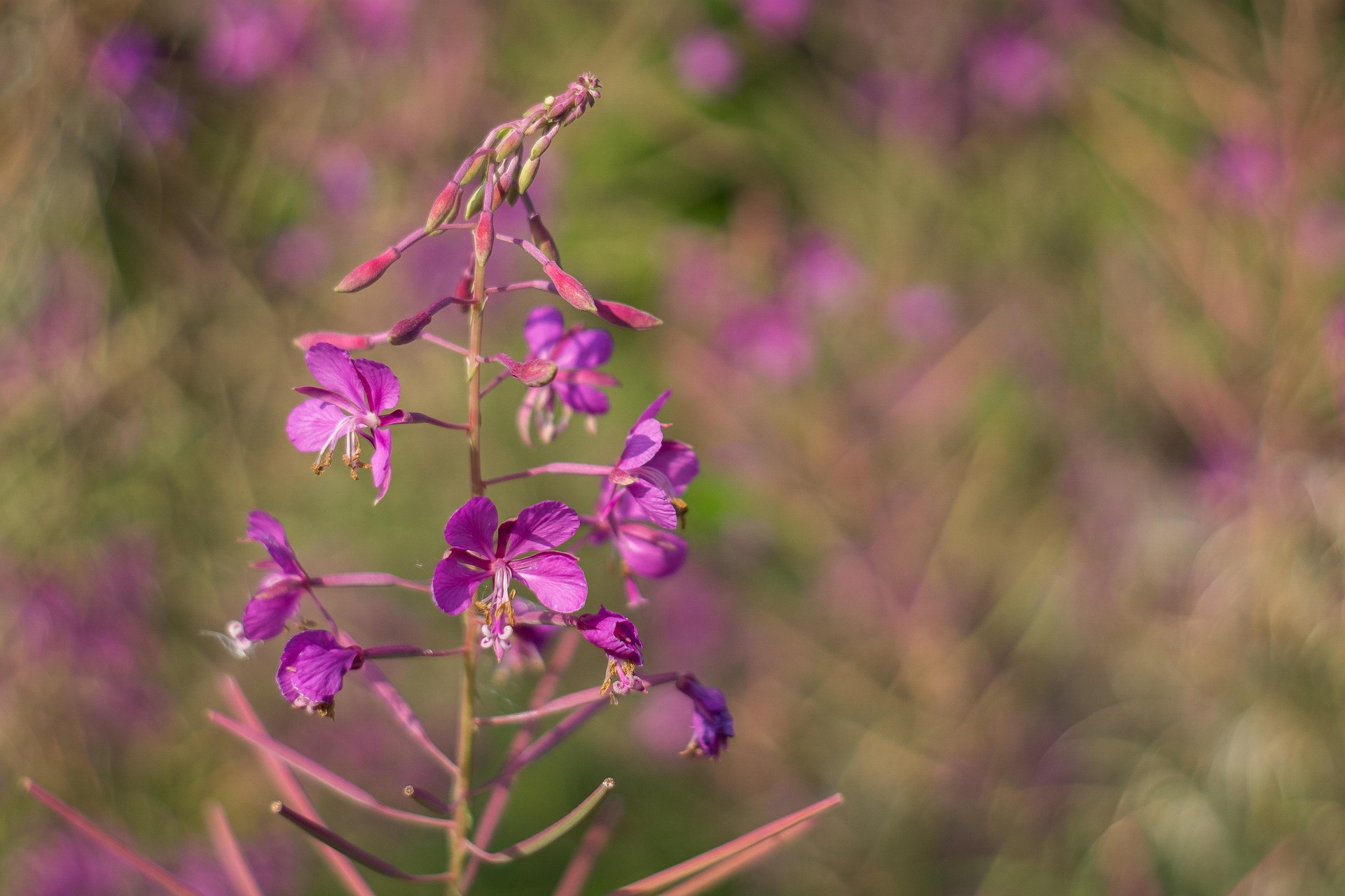 Wierzbówka kiprzyca (Chamaenerion angustifolium)