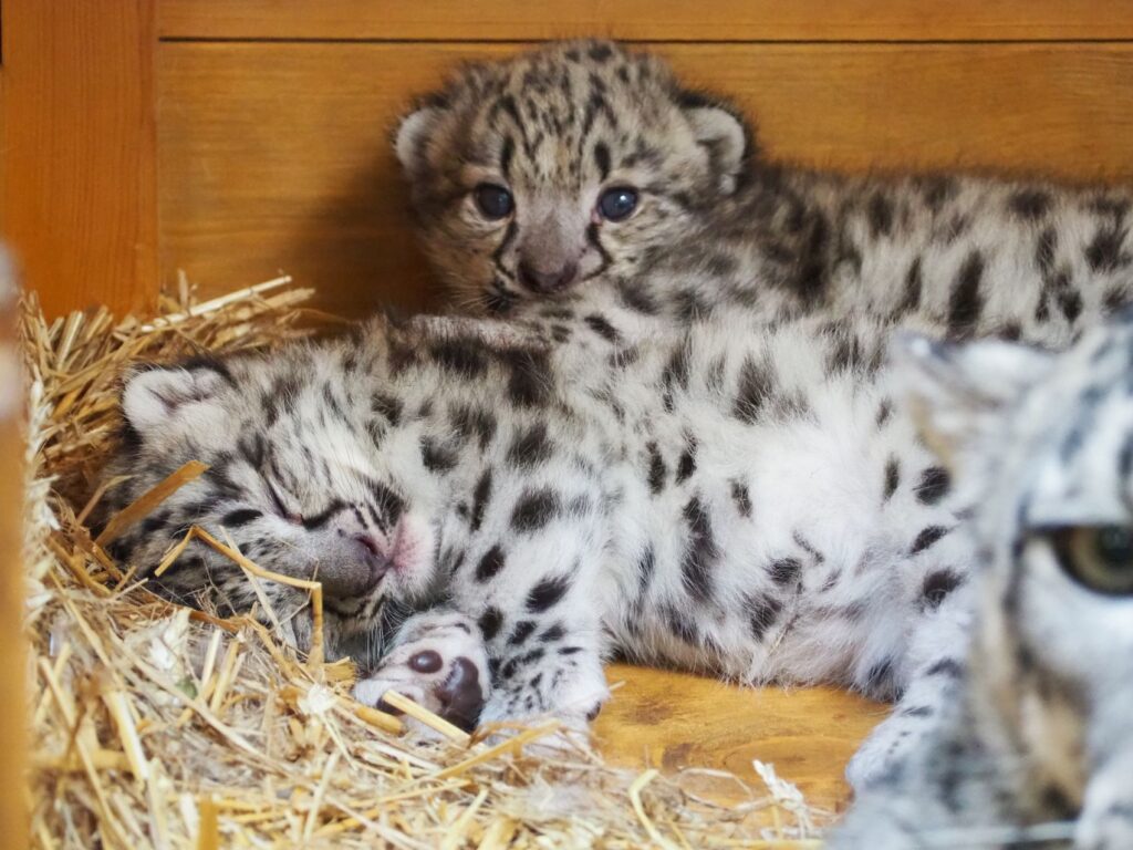 Małe irbisy śnieżne z Warszawskiego ZOO_fot_Marta Tomczyk Warszawskie ZOO