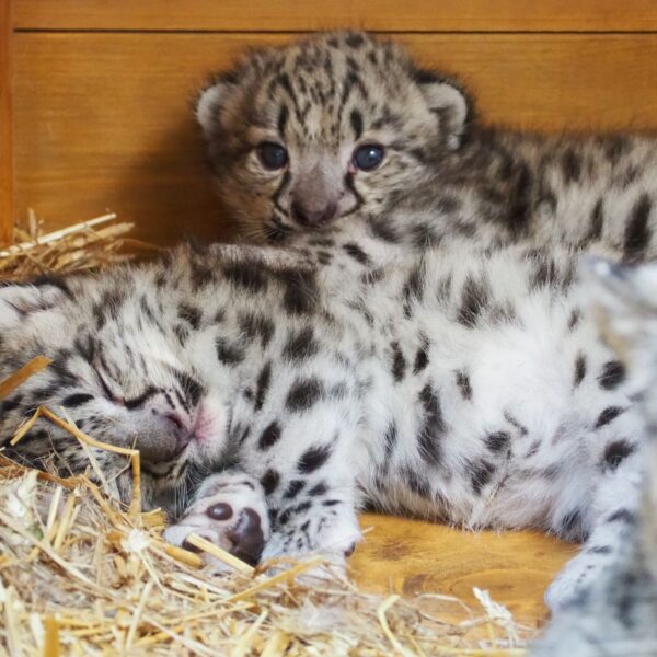 Małe irbisy śnieżne z Warszawskiego ZOO_fot_Marta Tomczyk Warszawskie ZOO