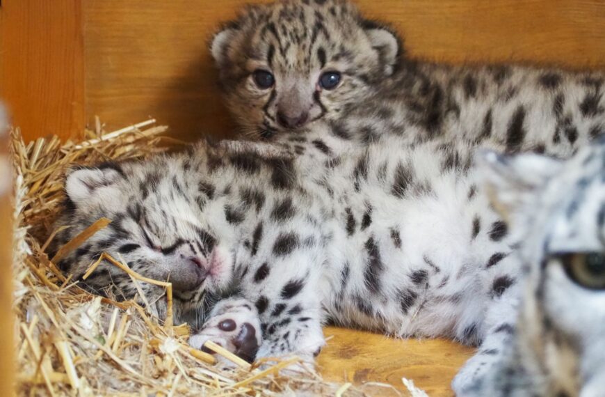 Małe irbisy śnieżne z Warszawskiego ZOO_fot_Marta Tomczyk Warszawskie ZOO