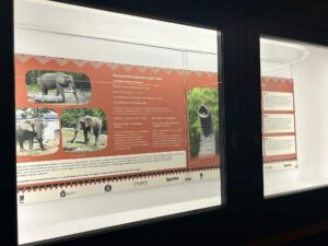 Wystawa plenerowa Warszawskiego ZOO przy trasie W-Z fot. Warszawskie ZOO