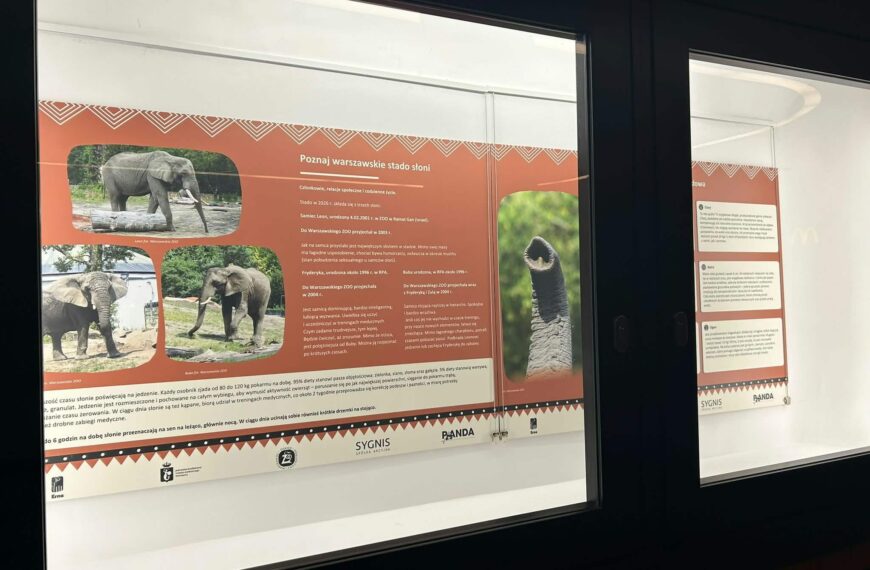 Wystawa plenerowa Warszawskiego ZOO przy trasie W-Z fot. Warszawskie ZOO