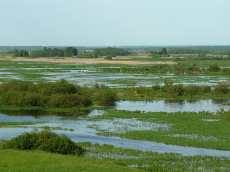 Niezwykłe bogactwo przyrody, rzadkie gatunki i naturalne krajobrazy są chronione w polskich parkach narodowych Fot. Autorstwa Frank Vassen from Brussels, Belgium - View of the lower basin of the Biebrza National Park, Poland, CC BY 2.0, https://commons.wikimedia.org/w/index.php?curid=43771132