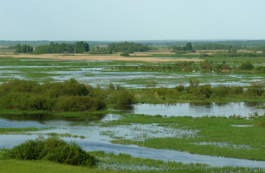 Niezwykłe bogactwo przyrody, rzadkie gatunki i naturalne krajobrazy są chronione w polskich parkach narodowych Fot. Autorstwa Frank Vassen from Brussels, Belgium - View of the lower basin of the Biebrza National Park, Poland, CC BY 2.0, https://commons.wikimedia.org/w/index.php?curid=43771132