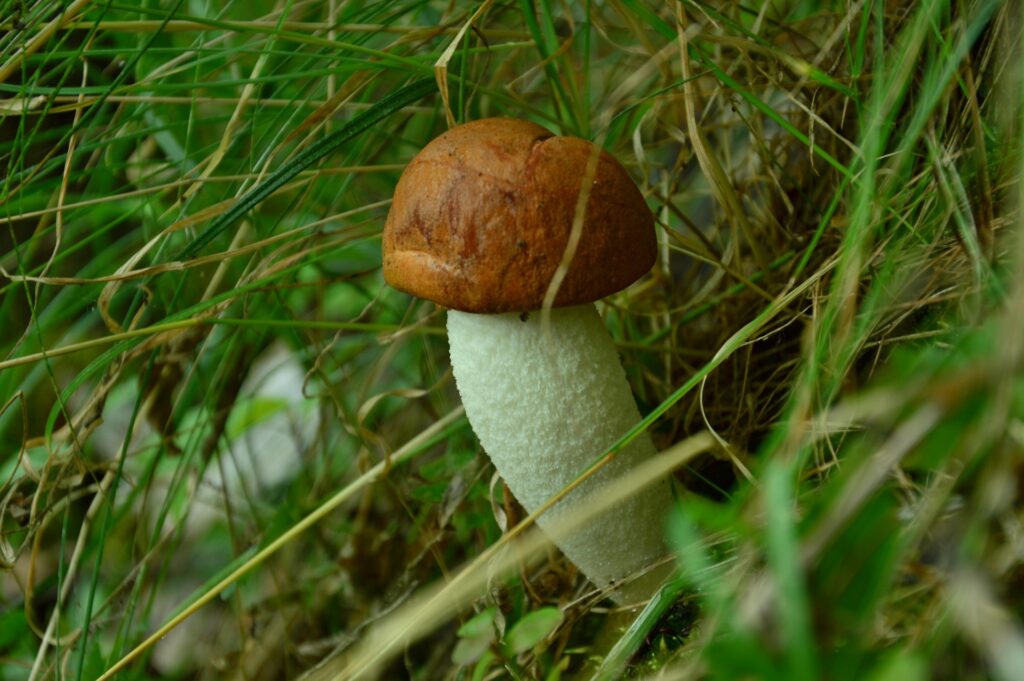 grzyby