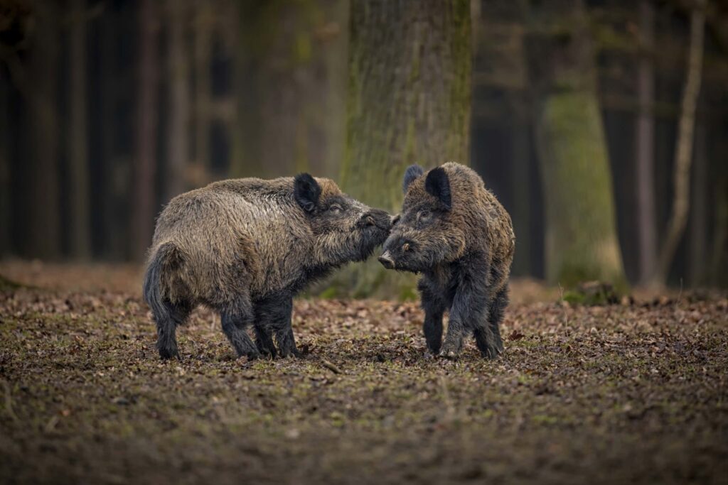 Dzik posiada jeden z najczulszych węchów na świecie wśród zwierząt (porównywalny z psem tropiącym). Intensywne olejki eteryczne zawarte w lawendzie, mięcie czy kocimiętce drażnią jego narząd powonienia, działając jak naturalny, bezpieczny odstraszacz Fot. Magnific