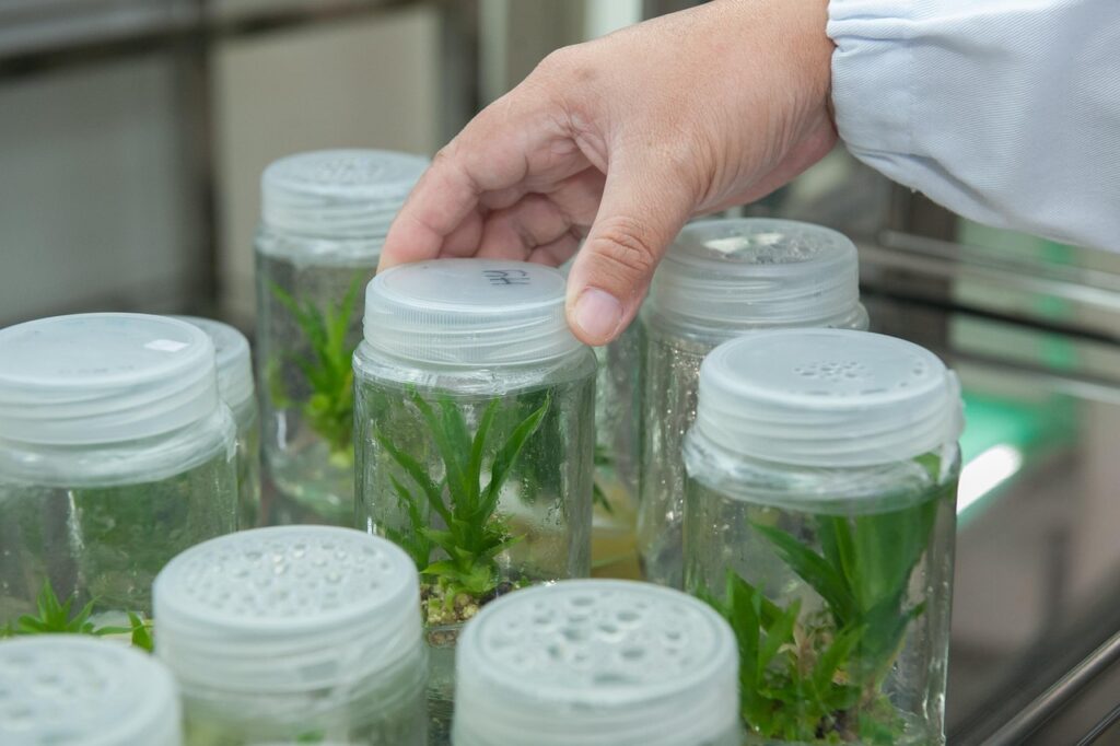 Najstarsze dęby w Polsce umierają. Naukowcy znaleźli sposób na ratunek 1 laboratorium