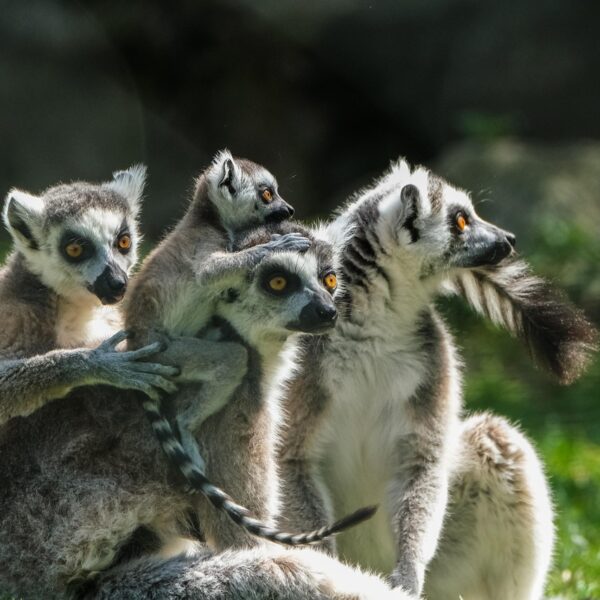 zoo