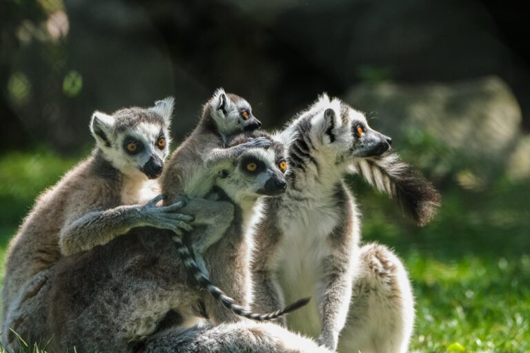 zoo